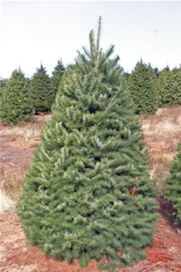 Doug Fir